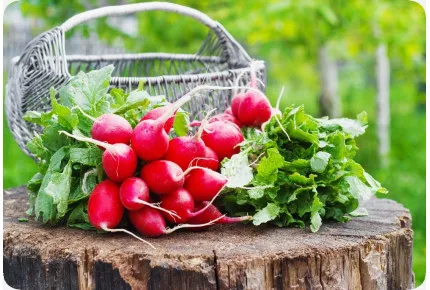 BIO - Radieschen - Cherry Bell