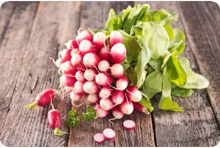 BIO - Radieschen - French Breakfast