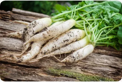 BIO - Radieschen - Eiszapfen