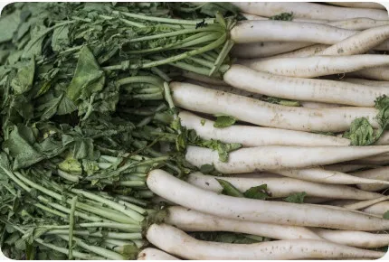 BIO - Radieschen - Eiszapfen