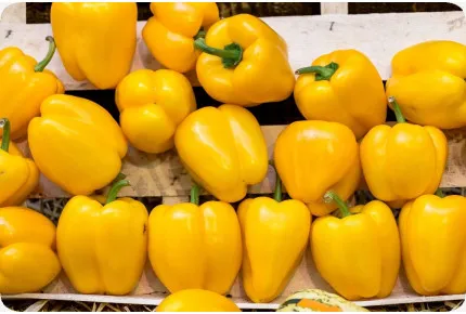 BIO - Paprika - Golden California Wonder