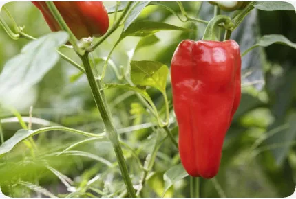 BIO - Paprika - Long Red Marconi