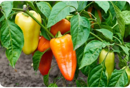 BIO - Paprika - Long Red Marconi