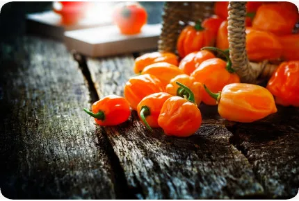 BIO - Chili - Habanero Orange