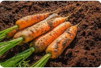 BIO - Möhren - Herbstkönig