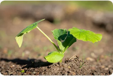BIO - Kürbis - Hokkaido