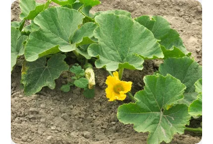 BIO - Kürbis - Hokkaido