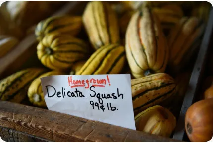 BIO - Kürbis - Delicata