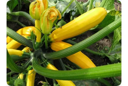 BIO - Ziucchini - Gold Rush