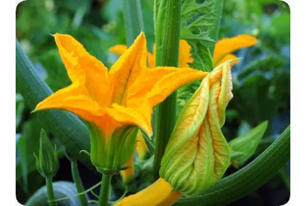 BIO - Ziucchini - Gold Rush