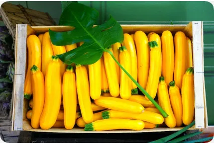 BIO - Ziucchini - Gold Rush