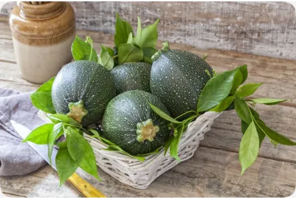 BIO - Zucchini - Tondo di Nizza