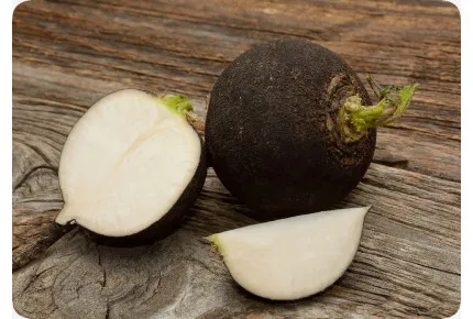 BIO - Schwarzer Spanischer Rettich