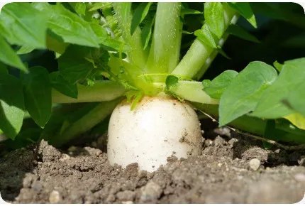 BIO - Rettich - Japanischer Daikon