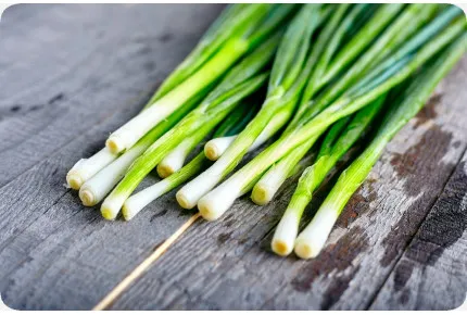 BIO - Frühlingszwiebel - Japanische Ishikura