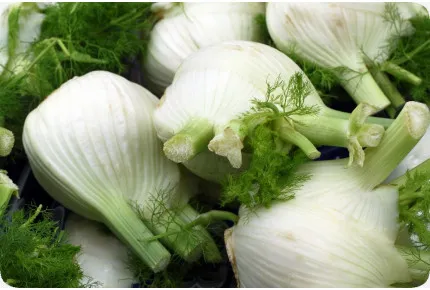 BIO - Knollenfenchel