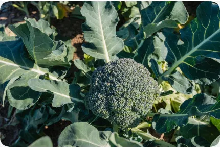BIO - Broccoli - Calabrese
