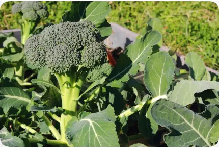 BIO - Broccoli - Calabrese