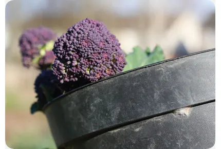 BIO - Broccoli - Early Purple