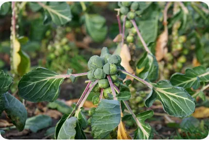 BIO - Rosenkohl - Groninger