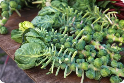 BIO - Rosenkohl - Groninger