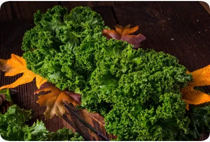 BIO - Grünkohl - Westland Winter