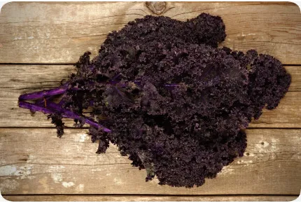 BIO - Grünkohl - Roter Krauser