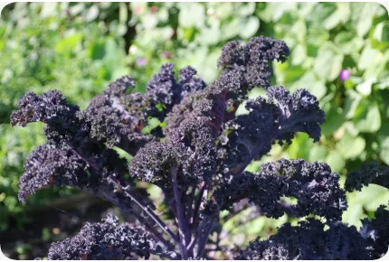 BIO - Grünkohl - Roter Krauser