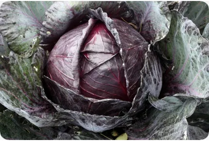 BIO - Rotkohl - Red Drumhead