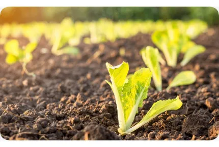 BIO - Chinakohl - Granat