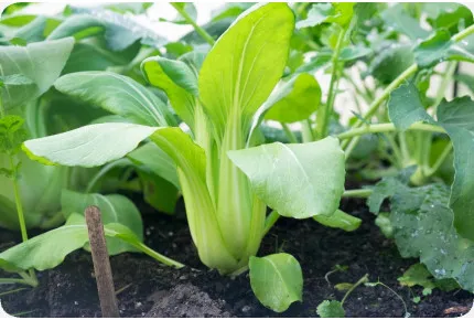 BIO - Chinesischer Senfkohl - Pak Choi