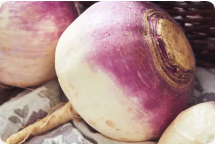 BIO - Kohlrabi - Milan Purple