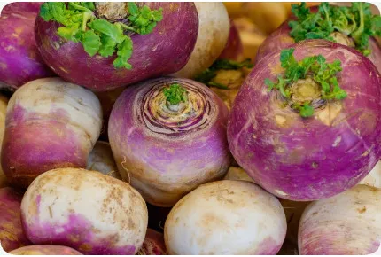 BIO - Kohlrabi - Milan Purple