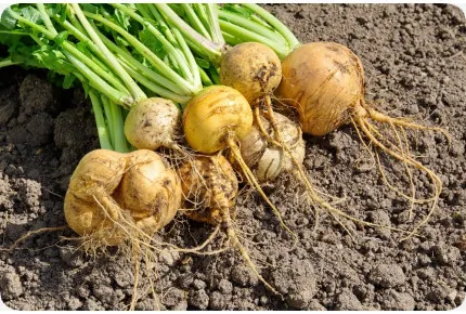 BIO - Rübe - Goldana