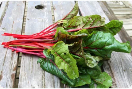 BIO - Mangold - Rhubarb