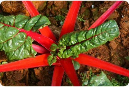 BIO - Mangold - Rhubarb