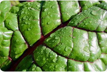 BIO - Mangold - Rhubarb