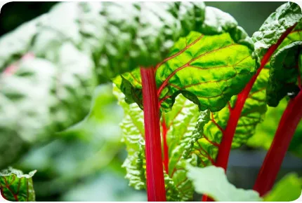 BIO - Mangold - Rhubarb