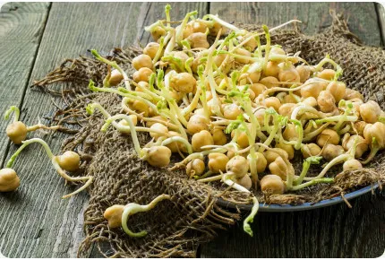 Kichererbsen - Keimsprossen