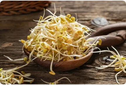 Bockshornklee - Keimsprossen