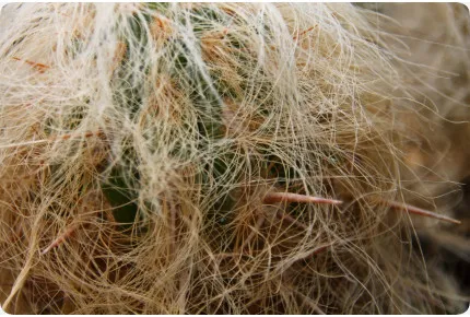 Alter Mann der Anden