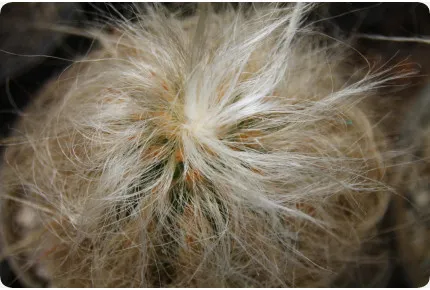 Alter Mann der Anden