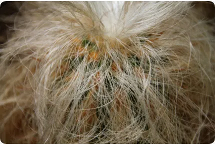 Alter Mann der Anden