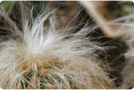 Alter Mann der Anden