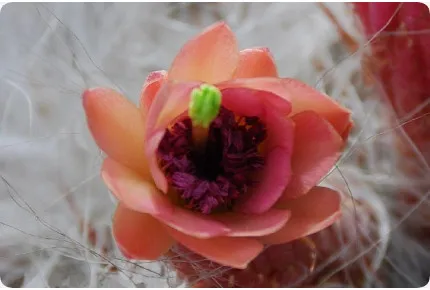 Alter Mann der Anden