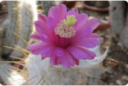 Alter Mann der Anden