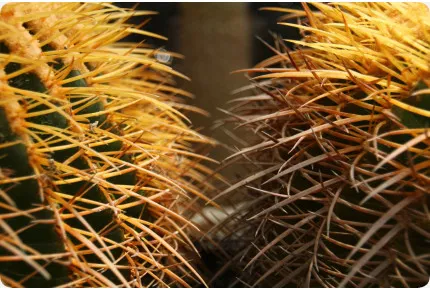 Schwiegermutterstuhl