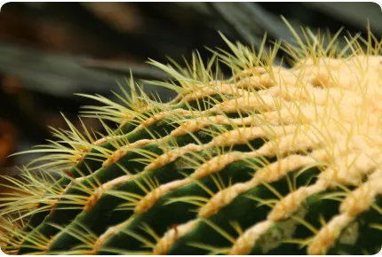 Schwiegermutterstuhl