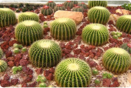 Schwiegermutterstuhl