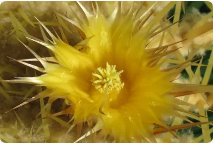 Schwiegermutterstuhl